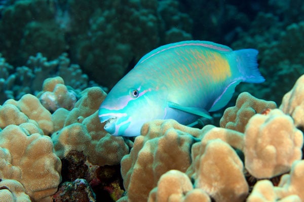 Herbivore Fish and Coral Reef Health