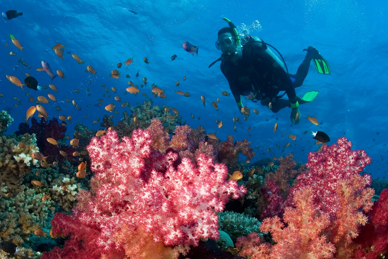 Landing Page - Lautoka, Fiji Liveabord- Image 3
