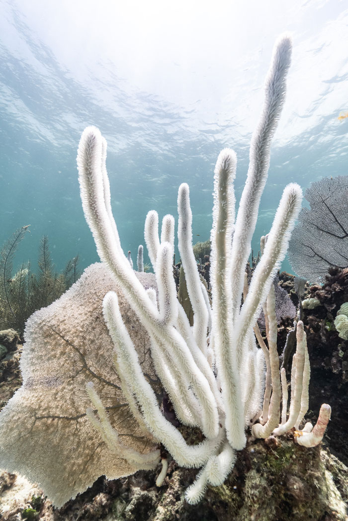 Coral Bleaching - Photo by Valentina Cucchiara - CORAL