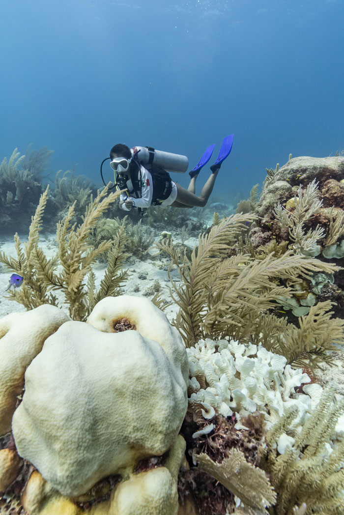 Coral Bleaching - Photo by Valentina Cucchiara - CORAL