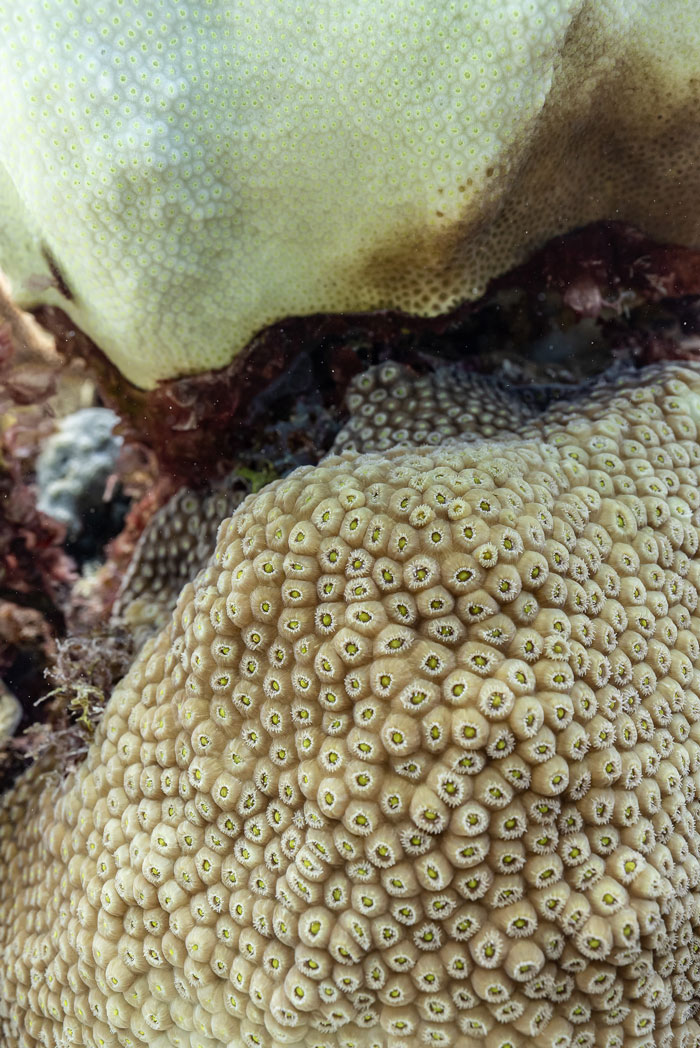 Coral-Bleaching-Valentina-Cucchiara